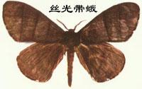 絲光帶蛾 絲光帶蛾