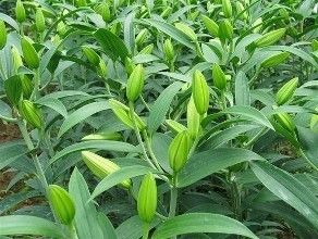 黃花百合 黃花百合