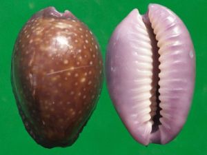 紫花寶螺 紫花寶螺