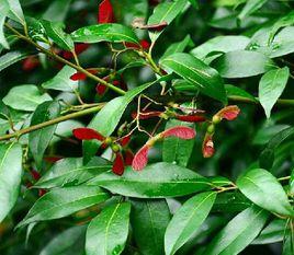 紅果羅浮槭 紅果羅浮槭