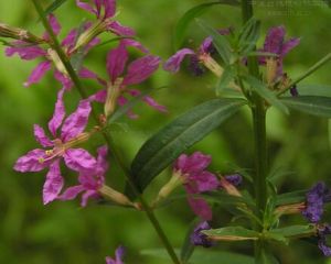 帚枝香青 帚枝香青
