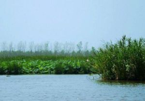 射陽湖荷園生態旅遊區 射陽湖荷園生態旅遊區