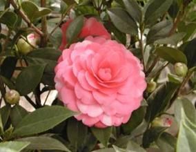 香港紅山茶 香港紅山茶