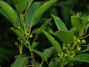 華南冬青 華南冬青