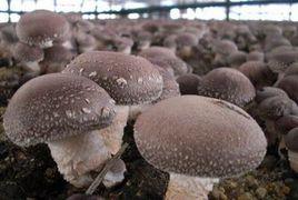 冬閒稻田種蘑菇 冬閒稻田種蘑菇