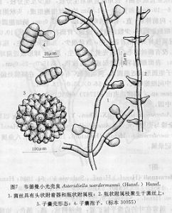 韋德囊小光殼炱