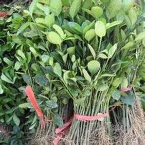 滇貴冬青 滇貴冬青