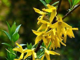 垂枝連翹 垂枝連翹