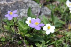 寬葉展毛銀蓮花 寬葉展毛銀蓮花