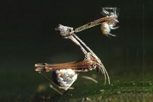 刺客蛛科 刺客蛛科