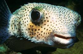 密斑刺魨 密斑刺魨