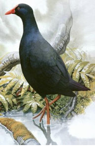 薩摩亞水雞 薩摩亞水雞