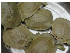 甲魚養殖 甲魚養殖