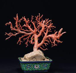 珊瑚盆景 珊瑚盆景