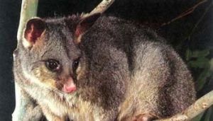 帚尾鼠科 帚尾鼠科