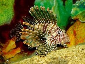 布氏杜父圓鰭魚 布氏杜父圓鰭魚