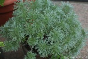 小銀葉蒿 小銀葉蒿