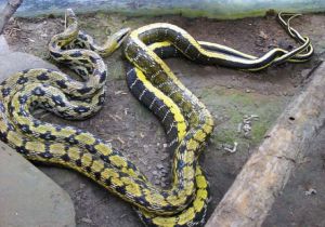 台灣錦蛇 台灣錦蛇