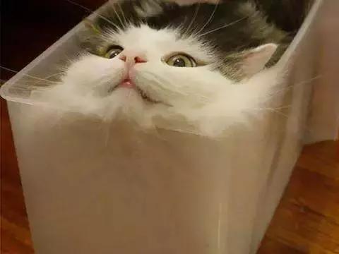 鏟屎官靈魂一問：貓是液體嗎？