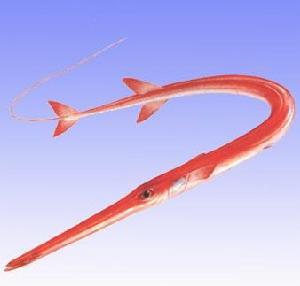 紅煙管魚 紅煙管魚