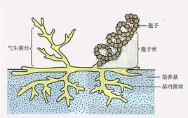 鏈黴菌屬 鏈黴菌屬