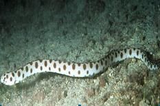 黑斑花蛇鰻 黑斑花蛇鰻