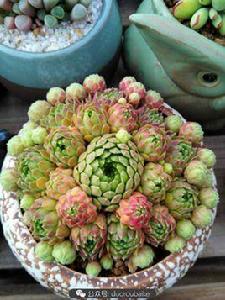 草莓卷娟 草莓卷娟