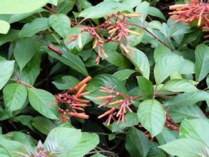 屏東鐵莧菜 屏東鐵莧菜