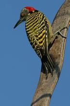 拉美啄木鳥