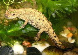 中國瘰螈 中國瘰螈