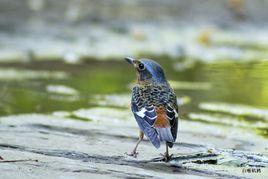 藍頭磯鶇 藍頭磯鶇