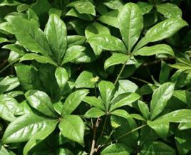 細柱五加[五加科五加屬植物]