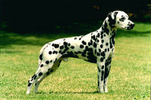 達爾馬提亞狗 達爾馬提亞狗