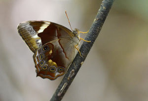 曲紋黛眼蝶 曲紋黛眼蝶