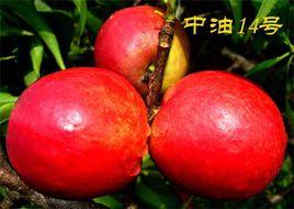 中油桃14號 中油桃14號