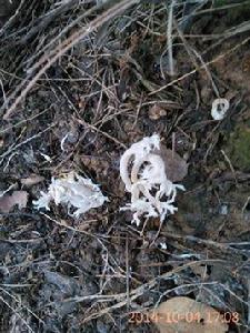 珊瑚菌科 珊瑚菌科