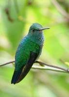 藍頦青蜂鳥 藍頦青蜂鳥