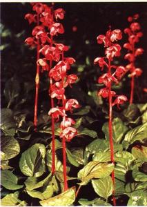 紅花鹿蹄草 紅花鹿蹄草