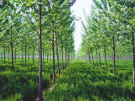 林業[保護生態環境保持生態平衡]
