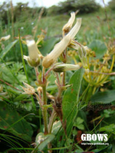 雲南無心菜 雲南無心菜