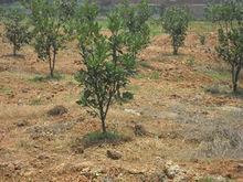 馬家柚種植基地