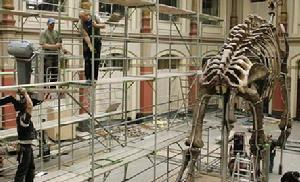 （圖）工作人員站在腳手架上修復一副恐龍骨架