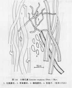 大褶孔菌 大褶孔菌