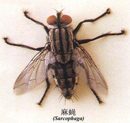 廄螯蠅 廄螯蠅