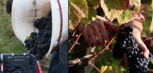 艾吉特酒莊純手工採摘葡萄