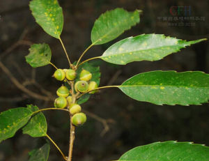 細葉青岡 細葉青岡