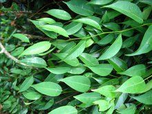 長柱柃系 長柱柃系