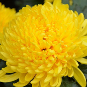 一代風華 一代風華