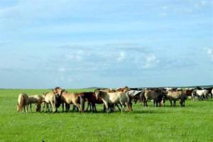 灰騰草原 灰騰草原