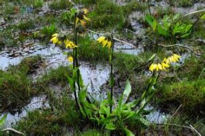 車前狀垂頭菊 車前狀垂頭菊